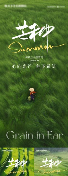 芒种丰收麦穗麦田稻田
