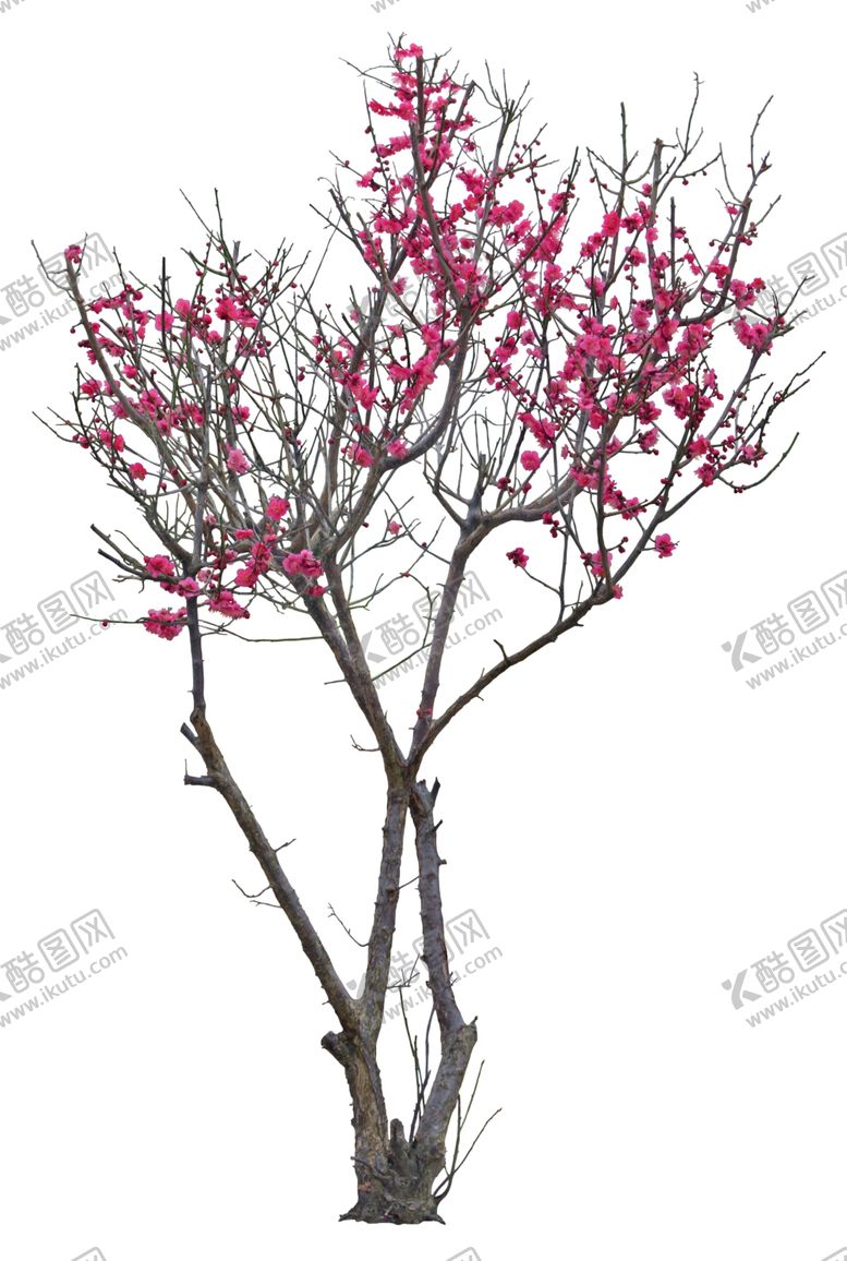 编号：66645509261609299875【酷图网】源文件下载-免扣植物素材图片