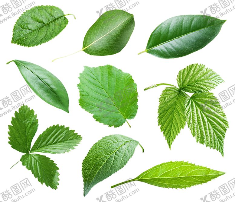 编号：29548809170055212533【酷图网】源文件下载-植物