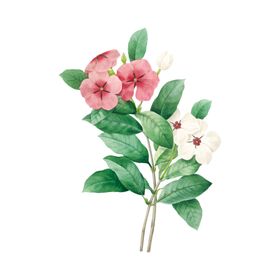 一套花卉和植物插图