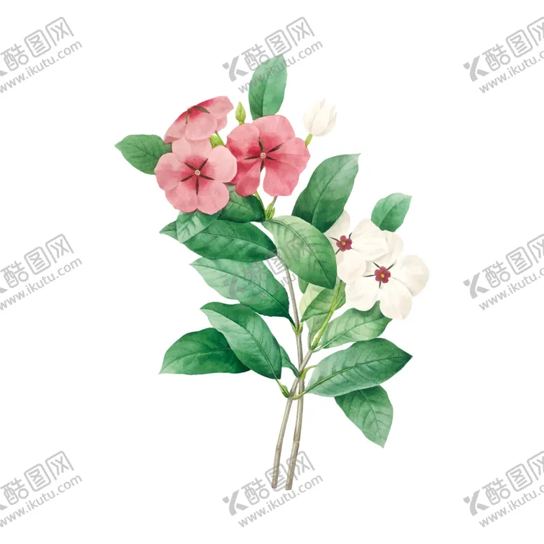 编号：47709306282255386791【酷图网】源文件下载-花卉插图