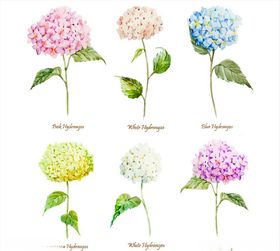 手绘花朵