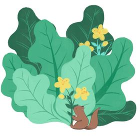 植物插画