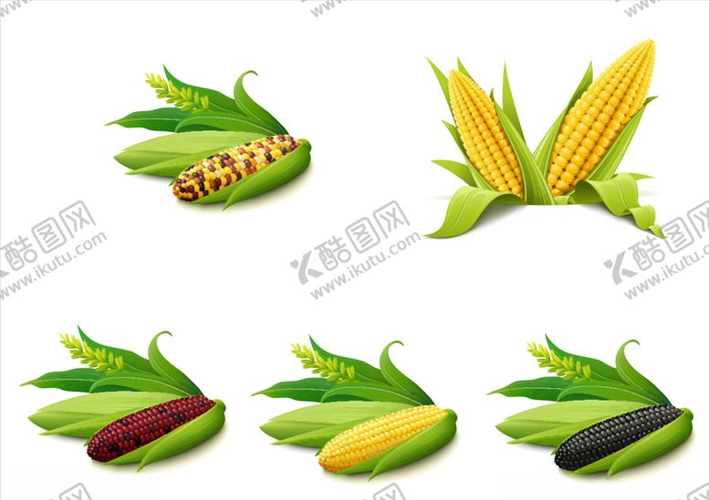 编号：16365909252322573591【酷图网】源文件下载-矢量玉米