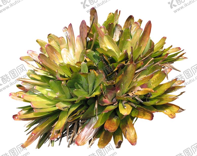 编号：46652110211041072685【酷图网】源文件下载-免扣花卉植物素材