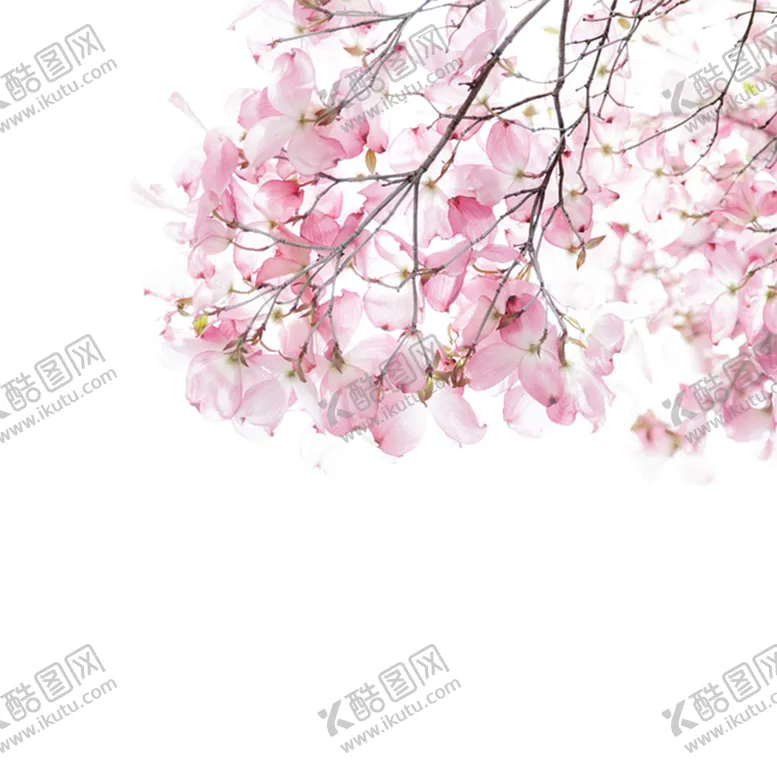 编号：13798409290534100123【酷图网】源文件下载-樱花  