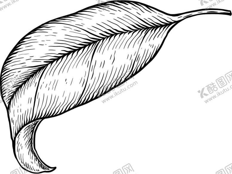 编号：37384310120100125799【酷图网】源文件下载-叶子素描