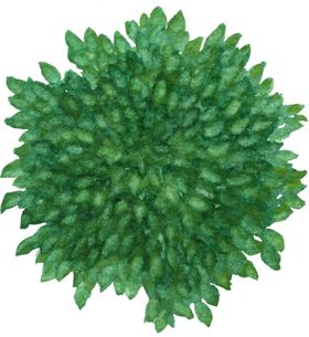 手绘植物