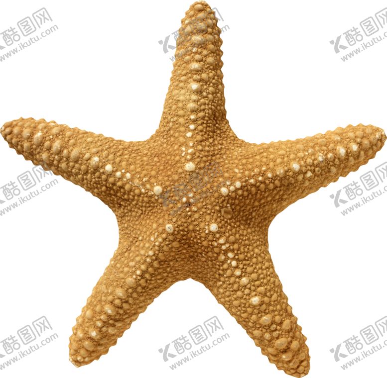 编号：63360002021731471536【酷图网】源文件下载-海星 png 素材 大海 摄影