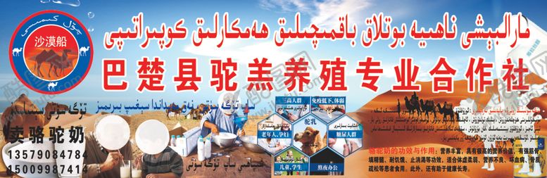 编号：98855507051045523087【酷图网】源文件下载-驼羔养殖合作社