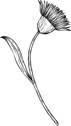 花朵素描