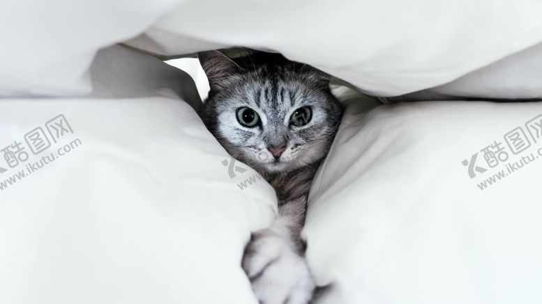 编号：48693902021518342177【酷图网】源文件下载-被窝里的小猫