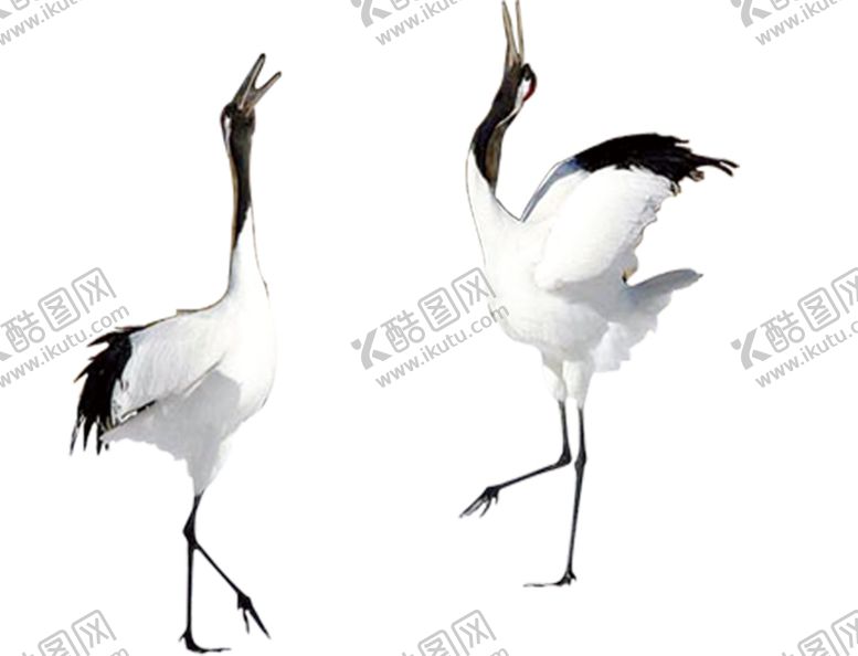 编号：14039609261618413551【酷图网】源文件下载-仙鹤元素
