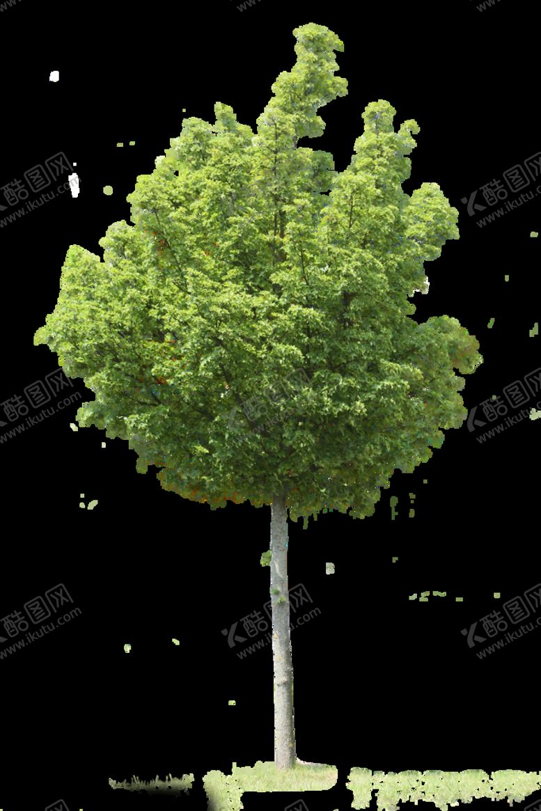 编号：92013610270429116422【酷图网】源文件下载-植物元素树木大树