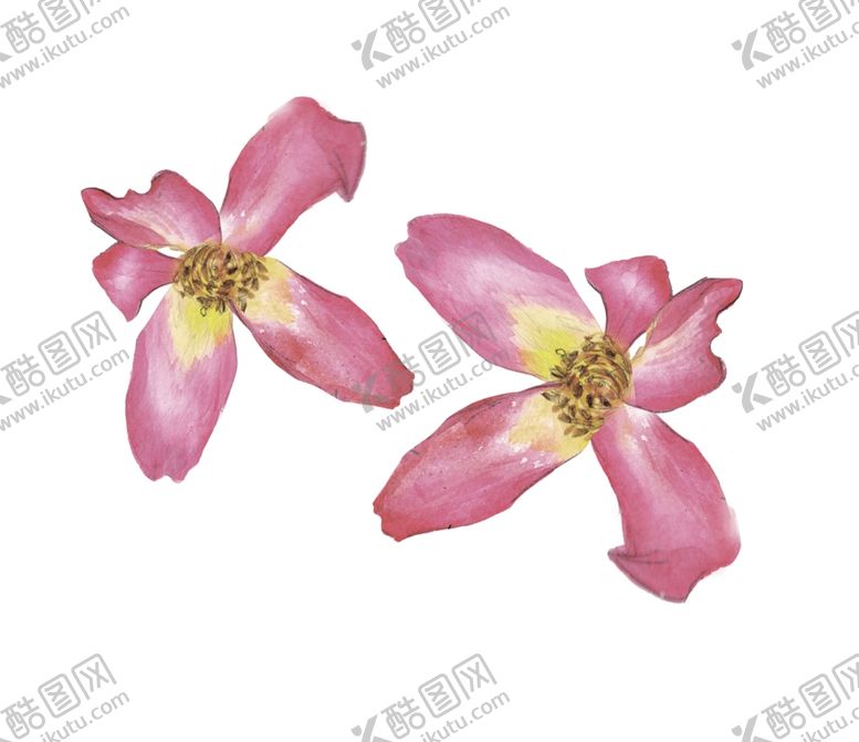 编号：10710807080220582919【酷图网】源文件下载-花朵
