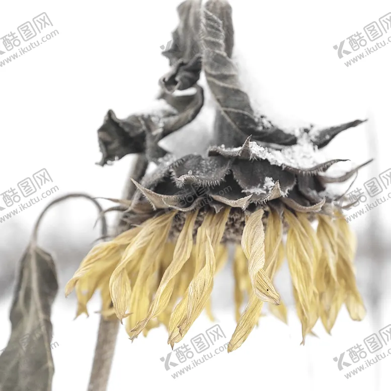 编号：55539911031909385248【酷图网】源文件下载-雪地里的向日葵