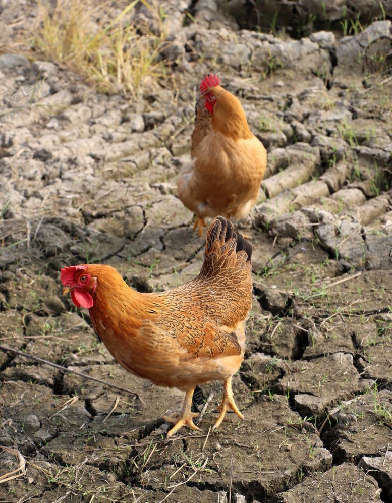 编号：24075111172329091873【酷图网】源文件下载-母鸡