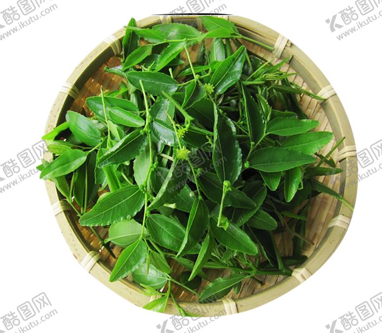 编号：46223610100524284196【酷图网】源文件下载-绿色植物