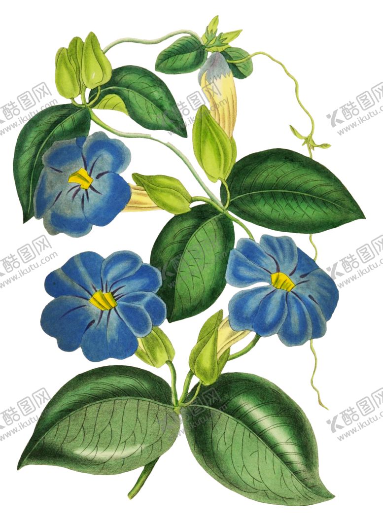 编号：96243606240626508593【酷图网】源文件下载-复古鲜花主题装饰图案
