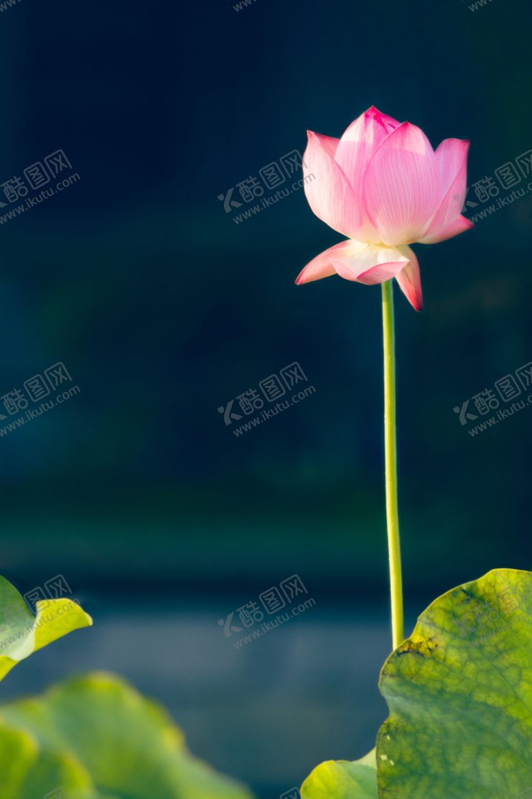 编号：31485306281609393485【酷图网】源文件下载-荷花背景