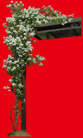 分层花