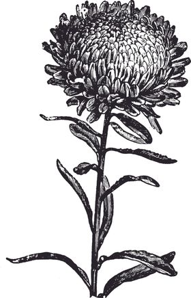 线描仙人掌植物