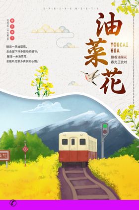 油菜花