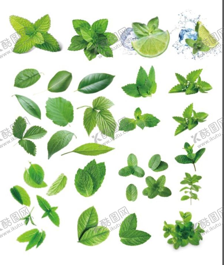 编号：37852409201021505168【酷图网】源文件下载-薄荷叶子