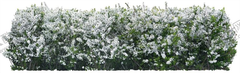 编号：66559410312251005401【酷图网】源文件下载-免扣植物树木素材图片