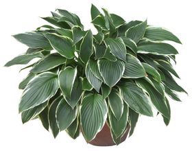园林植物