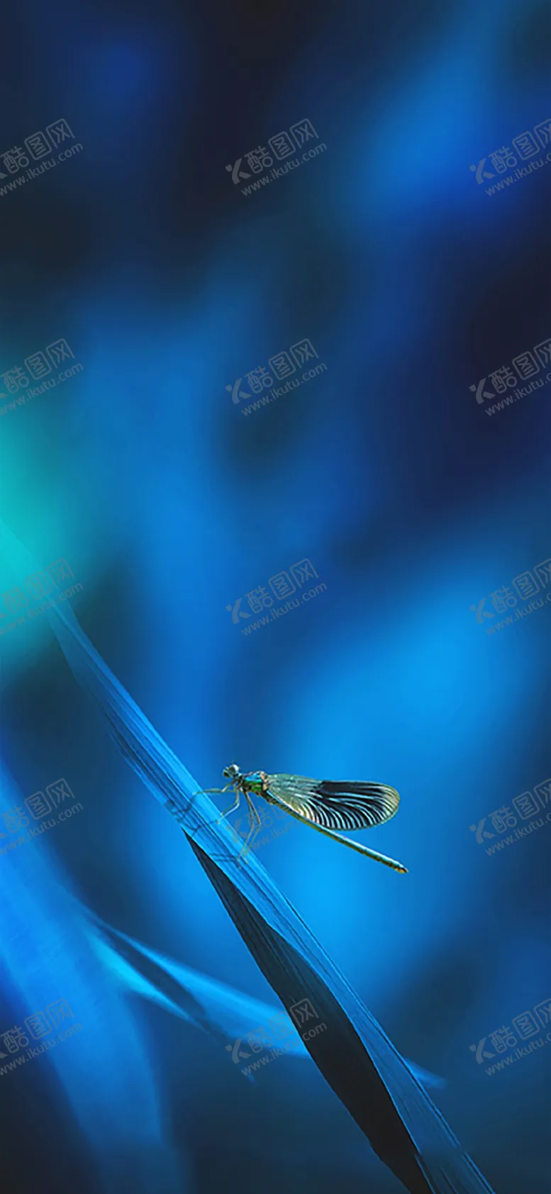 编号：18729906280400536945【酷图网】源文件下载-地产小暑
