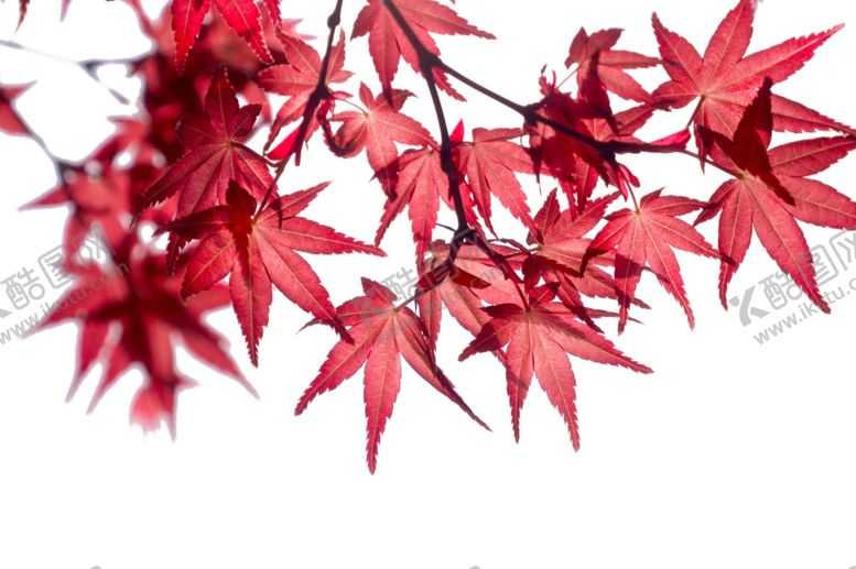 编号：45417910072201437722【酷图网】源文件下载-枫叶红色秋天背景海报合成素材