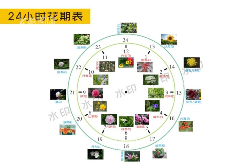 编号：16067611122126017950【酷图网】源文件下载-24小时花期表