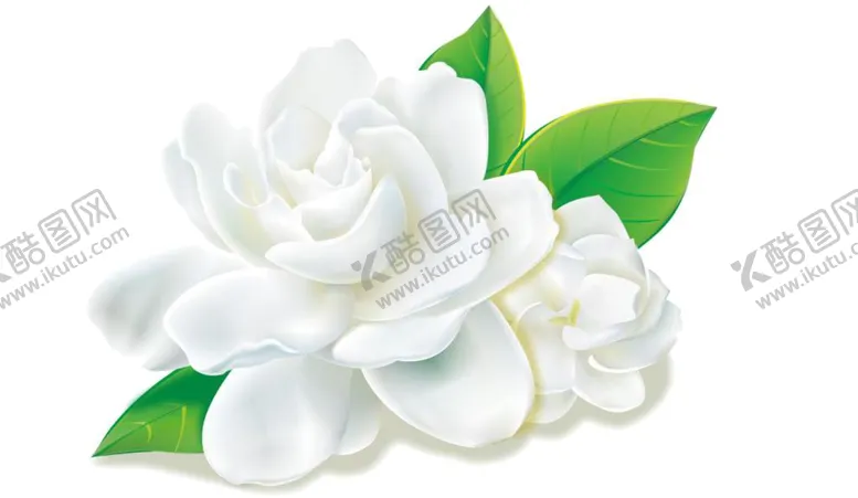 编号：64863701201012499647【酷图网】源文件下载-白色牡丹花PNG免扣鲜花素材