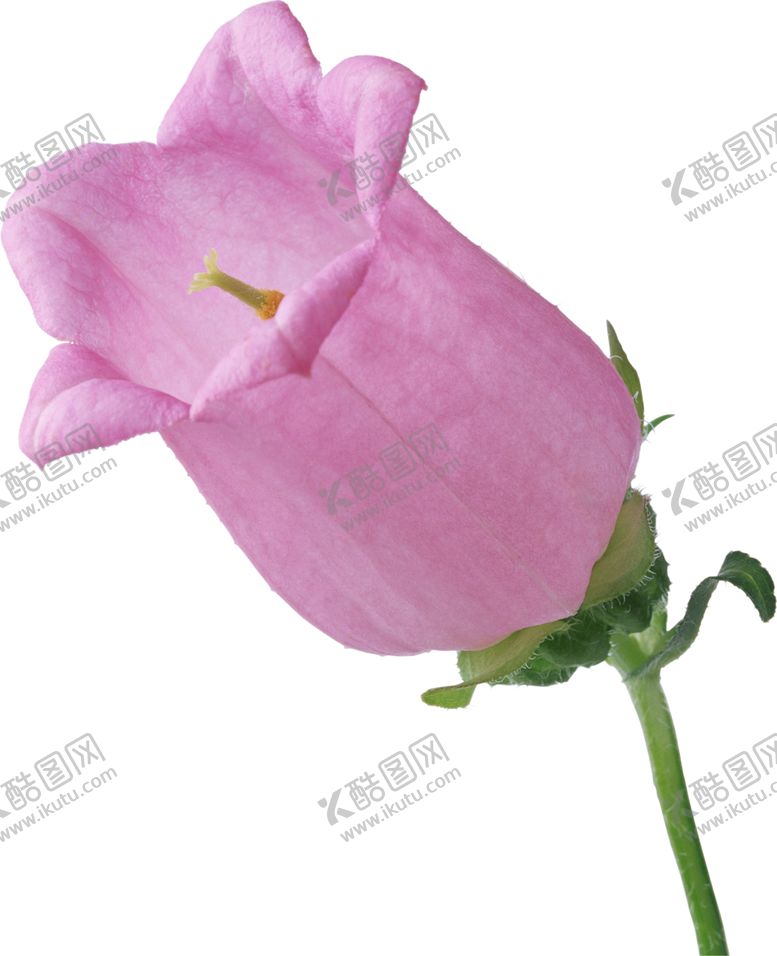 编号：10778307020424575479【酷图网】源文件下载-风铃草