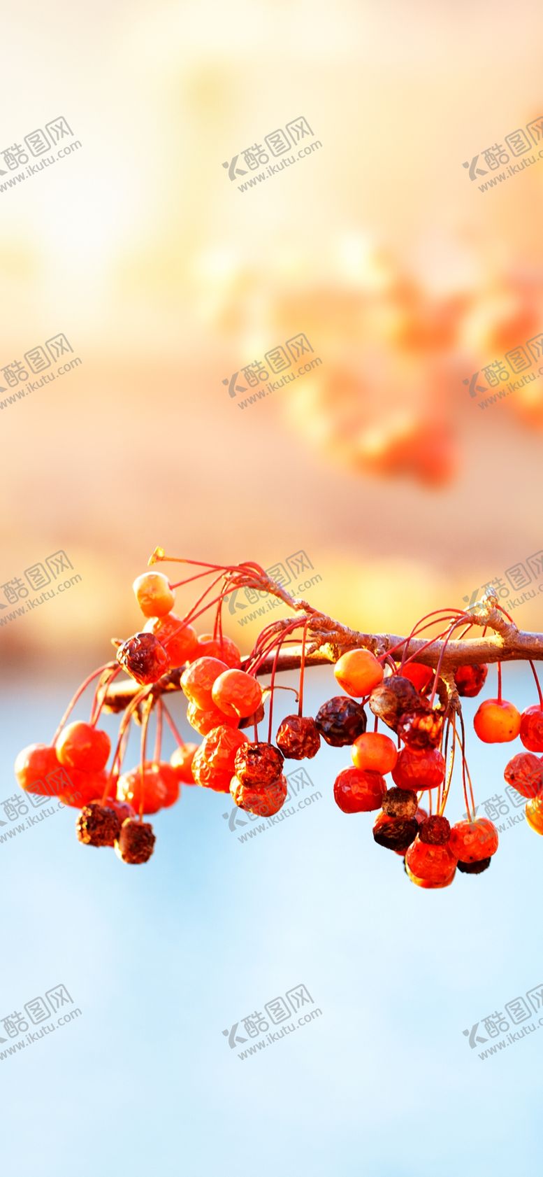 编号：36820407140110215058【酷图网】源文件下载-手机壁纸