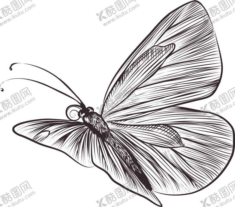编号：81357909271543267227【酷图网】源文件下载-蝴蝶素材