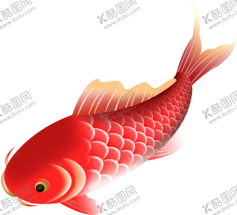 编号：56976302091808076316【酷图网】源文件下载-锦鲤