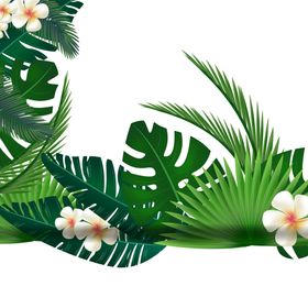 芭蕉叶热带