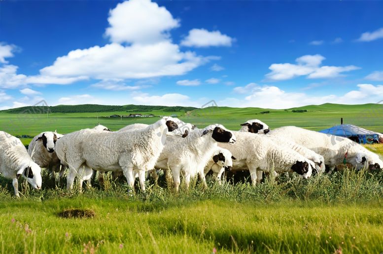 编号：22706312181504072528【酷图网】源文件下载-草原羊