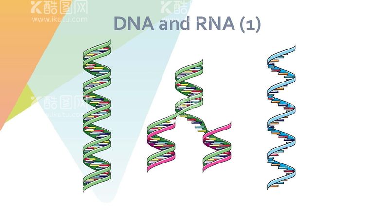 编号：12549910302334414236【酷图网】源文件下载-细胞生物学和组织学