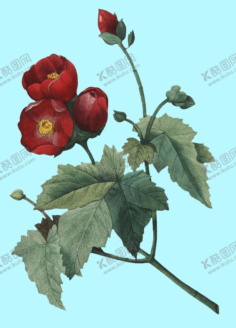 编号：69042907080512541247【酷图网】源文件下载-手绘花朵红色花卉