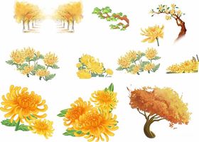 菊花