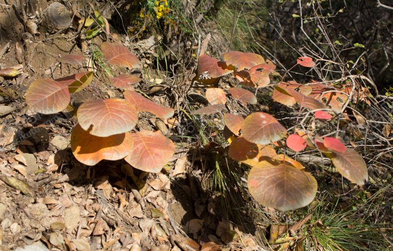 编号：73182509190036501058【酷图网】源文件下载-红叶