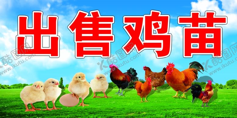 编号：19489609120453521190【酷图网】源文件下载-鸡苗