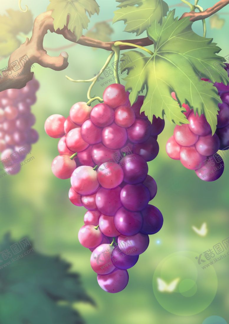 编号：53941201252252132901【酷图网】源文件下载-葡萄插画