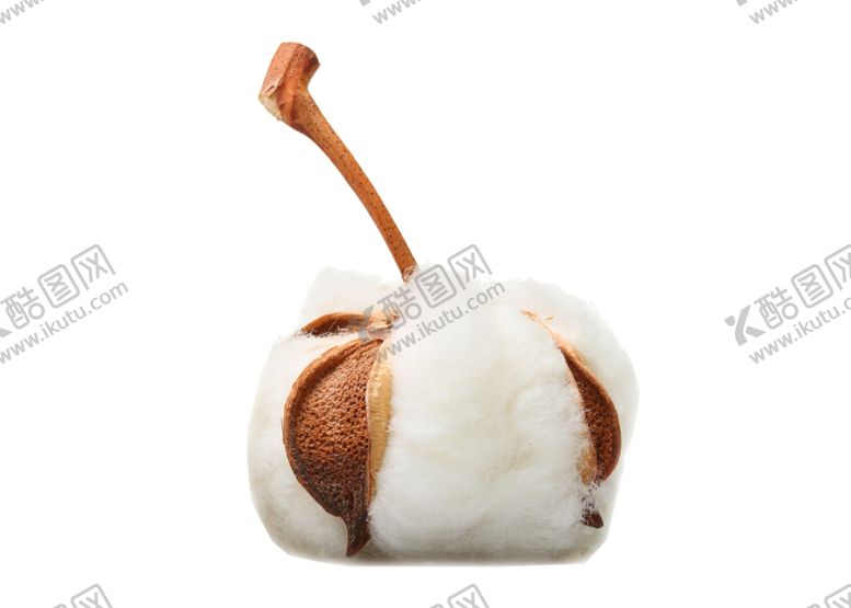 编号：22692509271418449062【酷图网】源文件下载-棉花