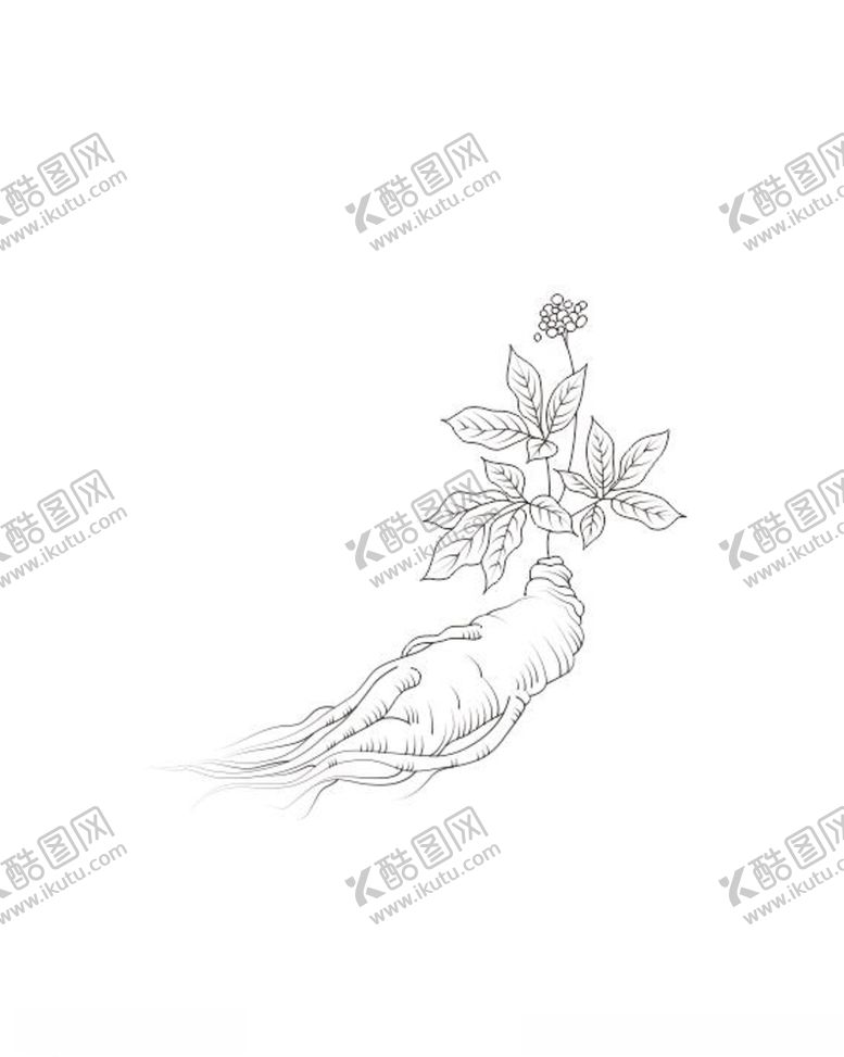 编号：96329105061216263846【酷图网】源文件下载-人参线条图