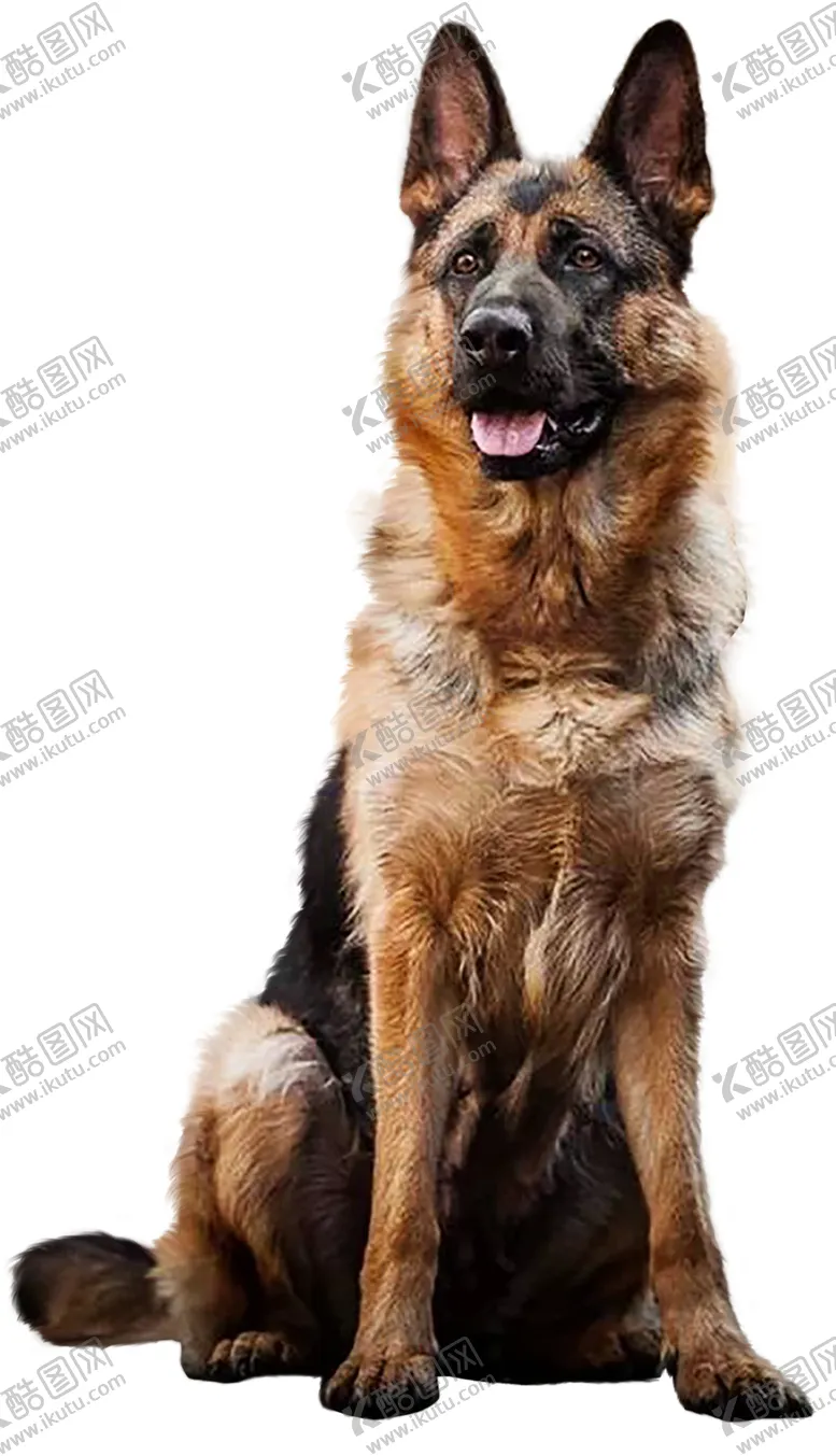 编号：56216604290940497358【酷图网】源文件下载-牧羊犬