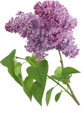 丁香花png图免扣图鲜白色小